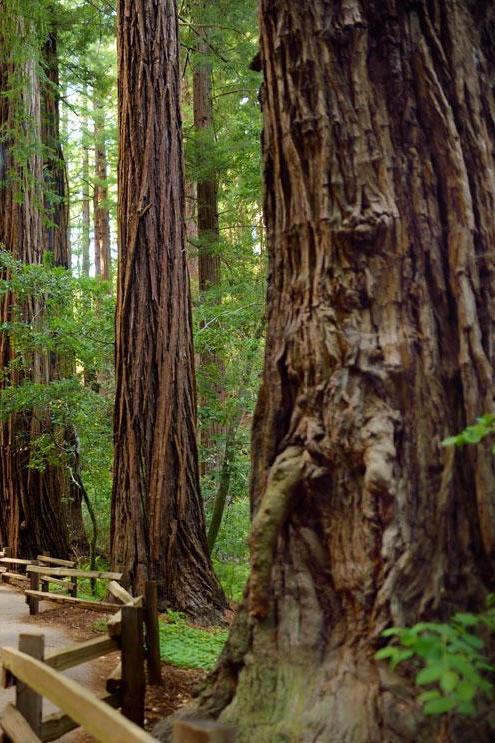 Muir Woods National Monument
